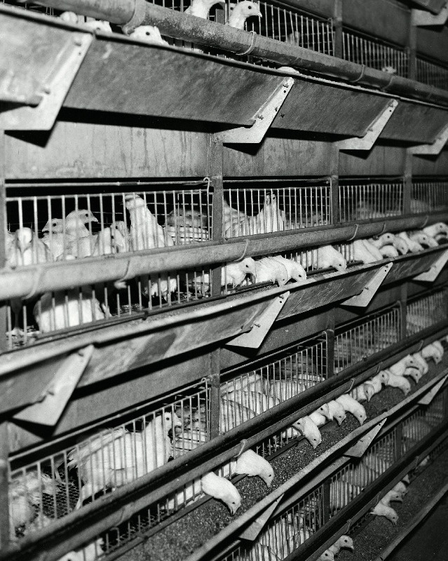 Tallinna Linnuvabriku puuritsehh.