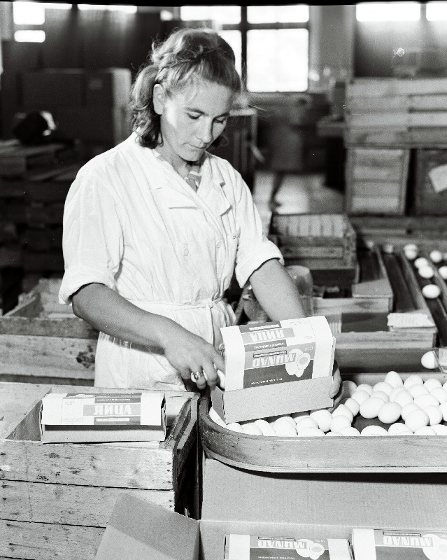 Kanamunade pakkimine Tallinna Linnuvabrikus.