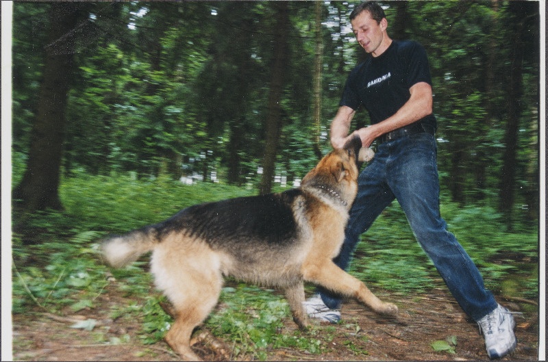 Teenistuskoer treeningul.