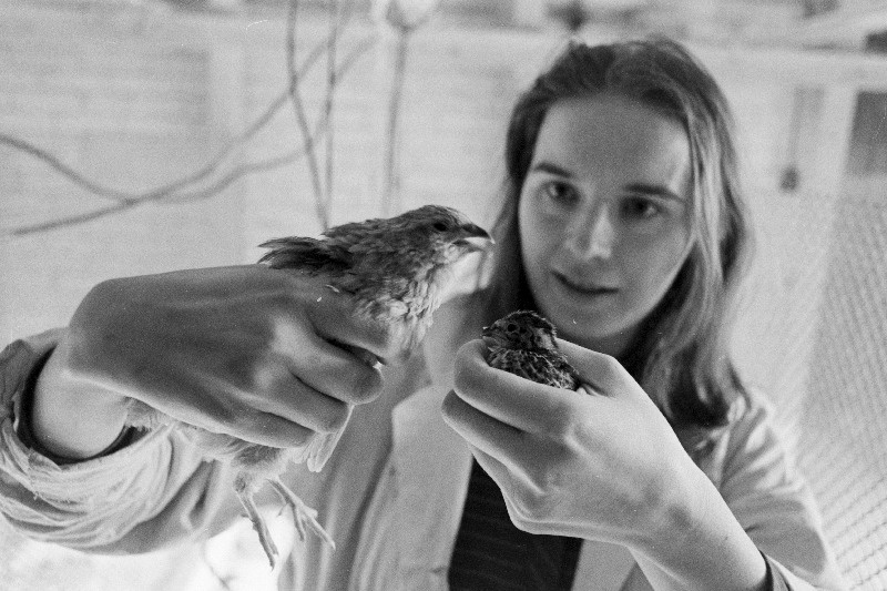 Eesti NSV TA Eksperimentaalbioloogia Instituudi juures tegutseva Nõukogude Liidu ja Jaapani ühisfirma "Estjapvuttimpex" selektsiooniinsener Tiina Kummiku vasakus käes on jaapani põldvutt ja paremas teadlaste aretatud valge hiidvutt.