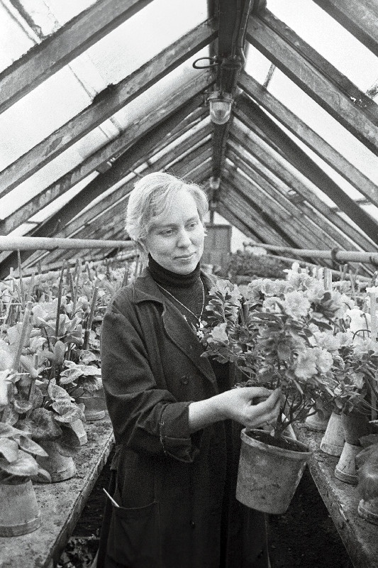 Tallinna Haljasalade Trusti Narva maantee aiandi meister Maie Vahe kasvuhoones.