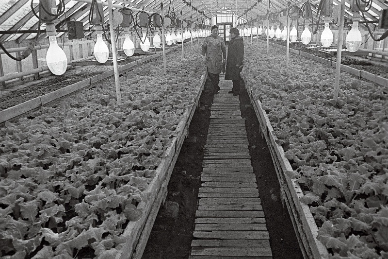 V. I. Lenini nimelise Saue köögiviljakasvatuse näidissovhoosi peaagronoom Laine Vihermets ja Valentina Mamutova salatimajas.