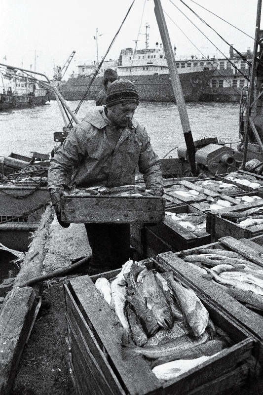 Püütud kala kalurikolhoosi "Majak" sadamas.