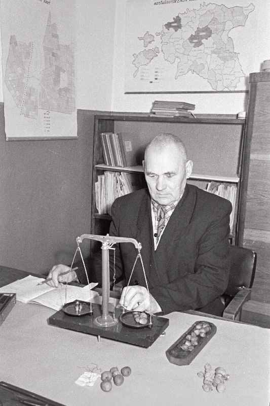 Jõgeva Riikliku Sordiaretusjaama kartuli ja põldkaunviljade aretusrühma juhataja V. Tamm 1956. aastal ristamisel saadud kartulimugulate hindamist sooritamas.