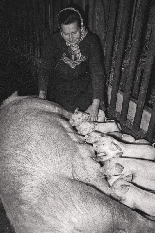 Kose rajooni Stalini nimelise kolhoosi eesrindlik seatalitaja Helmi Heinlaid oma hoolealustega.