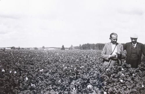 "Tõnni" põllul Väimelas