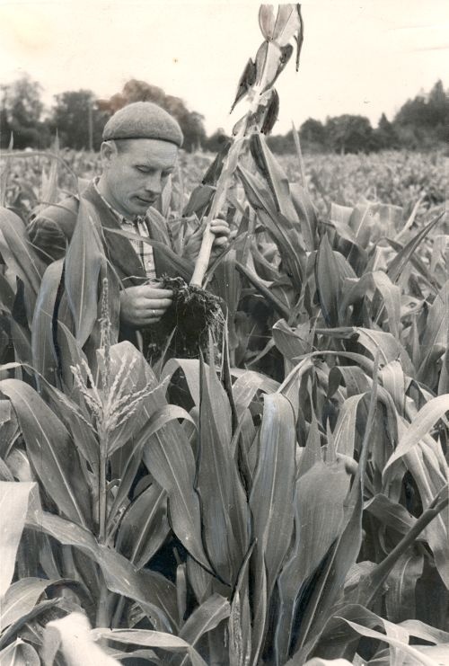 Agronoom maisi juurekava uurimas