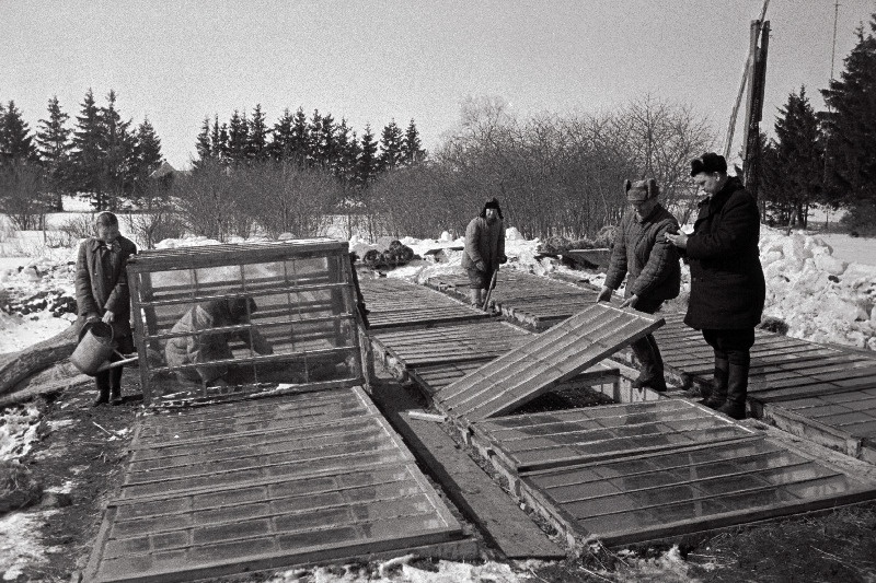 Harju rajooni riiklik sordiaretuse katselava Tuleviku kolhoosis. Taimede istutamine toitekuubikutesse.