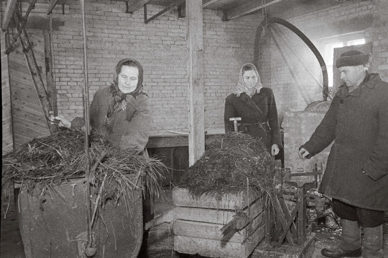 Suure-Jaani rajooni Lehola Lembitu kolhoosi lüpsjad loomi söötmas.