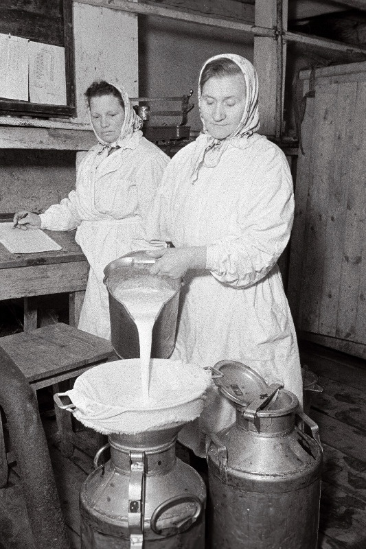 Udeva sovhoosi lüpsja H. Kruusalu võtab piima vastu lüpsja M. Sankoolt.