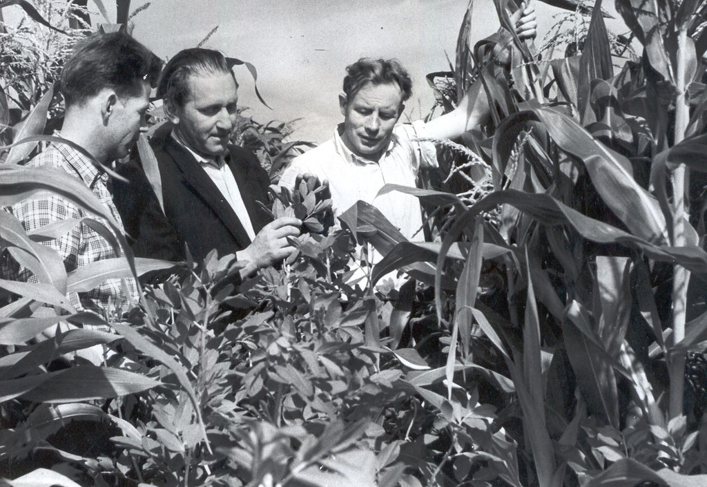 Foto. Väimela näidis-katsesovhoosi spetsialistid arutamas maisi kasvatamise võimalust koos põldoaga.