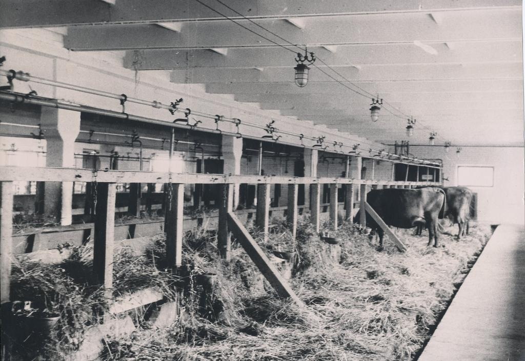 Foto. Väimela NST Raiste karjalaut 1963.a.