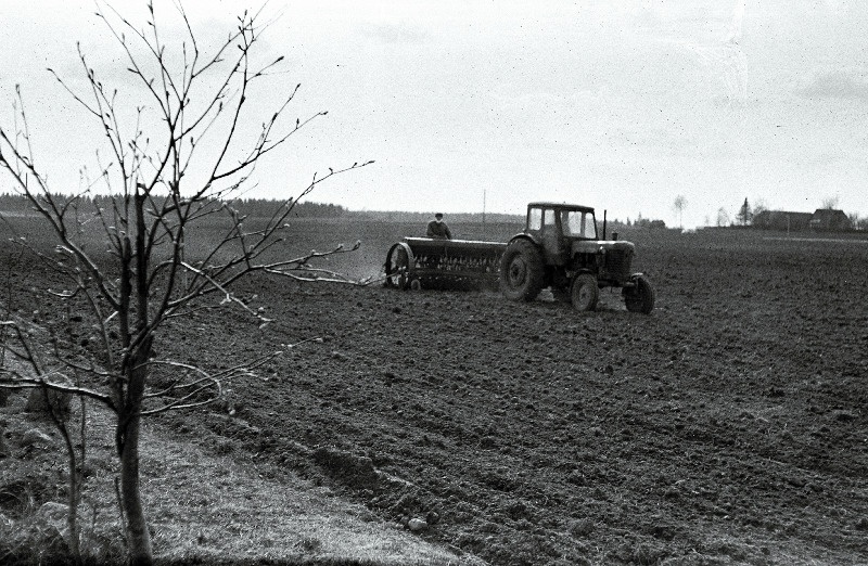 Hernekülv Kambja sovhoosis.