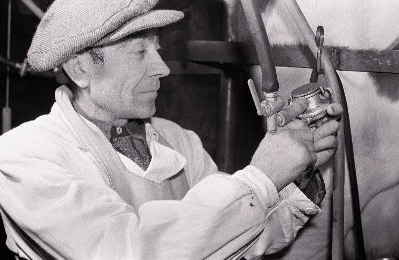 Rakvere rajooni Kungla kolhoosi lüpsja - mehhanisaator Roman Rannu lüpsiaparaati reguleerimas.