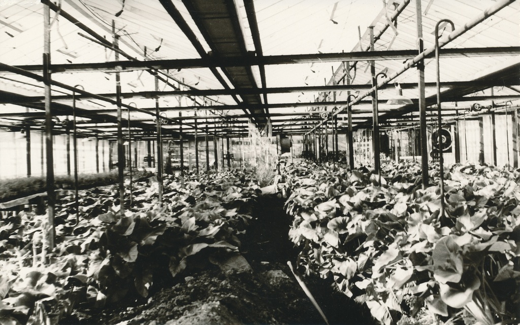 Foto. Väimela NST  kasvuhoone sisevaade septembris 1972.aastal.