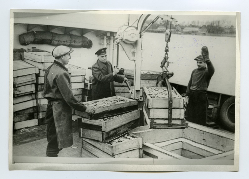 Pärnu Kalakombinaadi töölised, vasakult Alfred Koppel, Ivan Bednenko ja Mihkel Sillaots elektrivintsi abil külmutuslaeva "Lennuk" kalakastidest tühjendamas