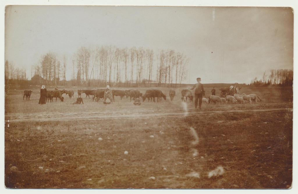 foto Viljandimaa Tuhalaane, Liivaku talu loomakari 1912 foto A.Loit