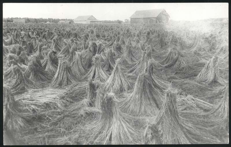 fotopostkaart, Halliste khk, Abja, vaade põllule, linahakid, u 1925