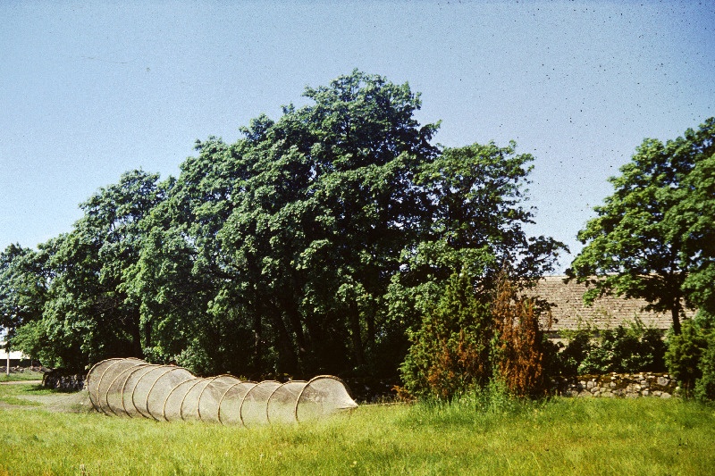 Talu Muhumaal.