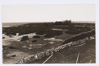 Aksi saar, madal kadastik.  duplicate photo