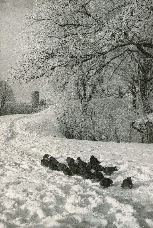 Lindamägi.