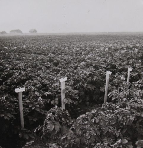 E.K.Ü. võrdluskatse uute Jõgeva värdadega Arknal 05.08.1939