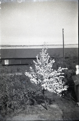 Ormiste pirnipuu.  similar photo