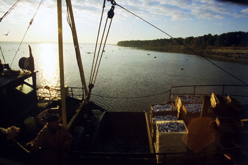 Kalalaev Kakumäe rannas.