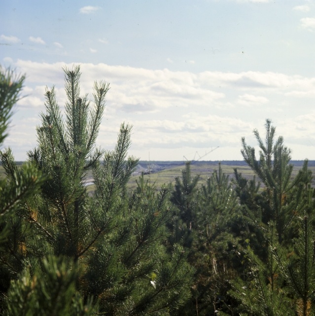 Kaevurite portreed.