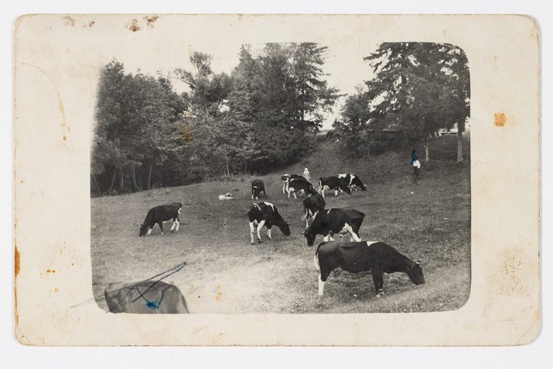 Talu lehmakari karjamaal 1934. aastal.