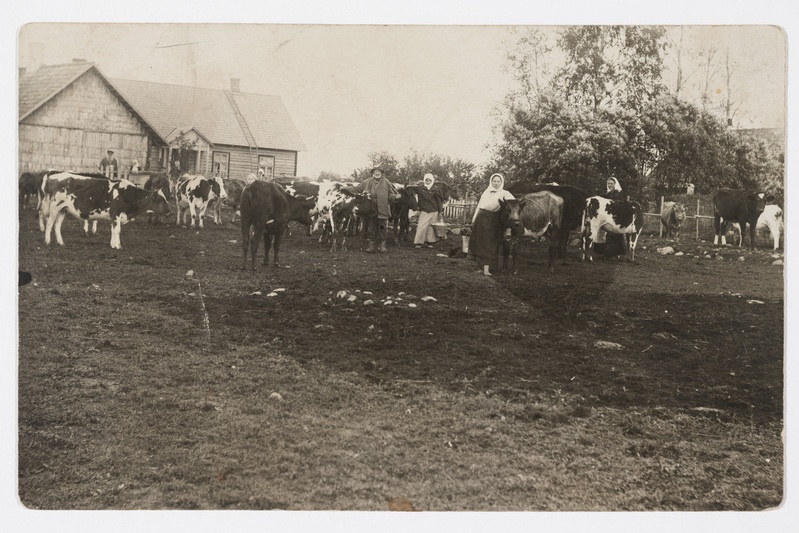 Rehemetsa talu. Talupere lehmadega majandusõues.