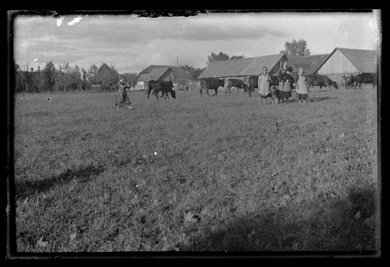 Lehmakari talu juures. Eesti punast tõugu veis