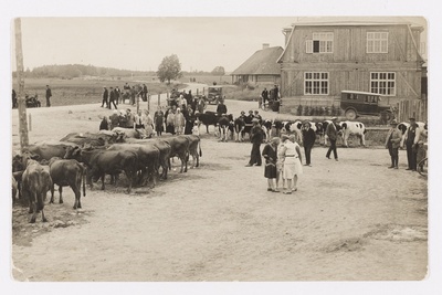 Laadalised lehmadega Are vallamaja esisel platsil  similar photo