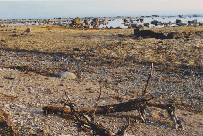 Foto. Mustana Sakka lautrikoht. Rand