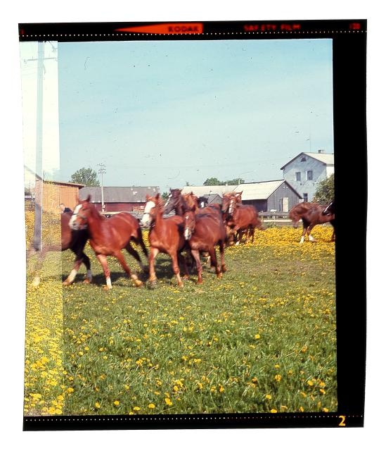 Tori hobusekasvatus.