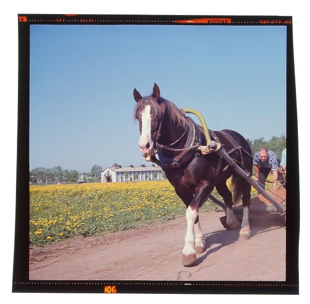 Tori hobusekasvatus.