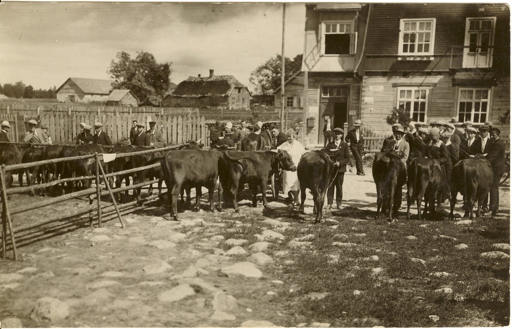 lehmad põllumajandusnäitusel Koerus 1936.a.