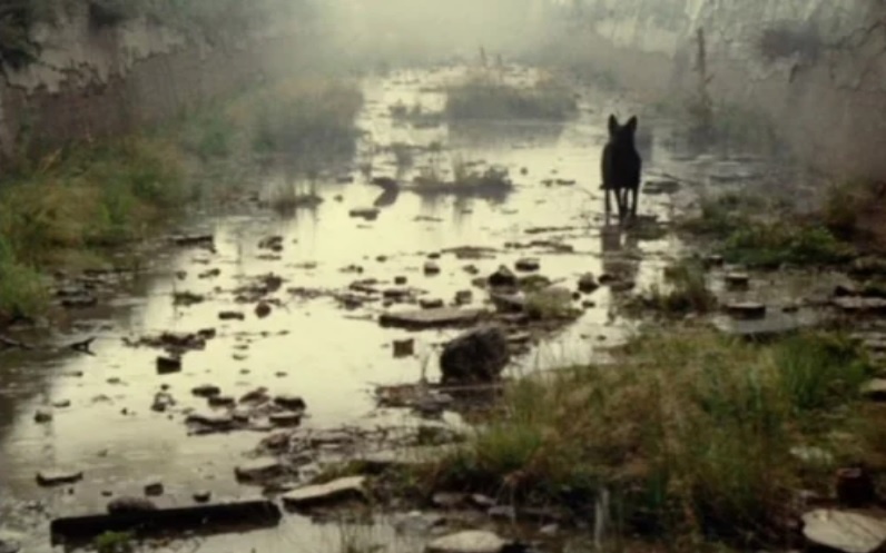 Stalker Dog (1979) | Wonders in the Dark Zona; fotokoopia; e-ressursid