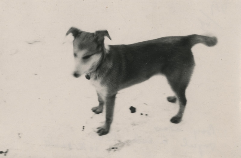 Koer Boy aias (ebaterav foto)