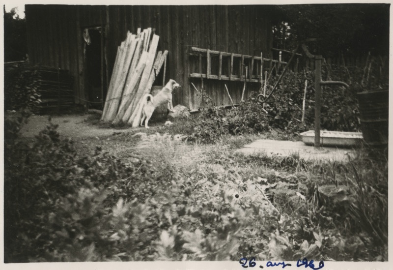 Vaade B. Labi koduõuele kuuri ja kaevuga