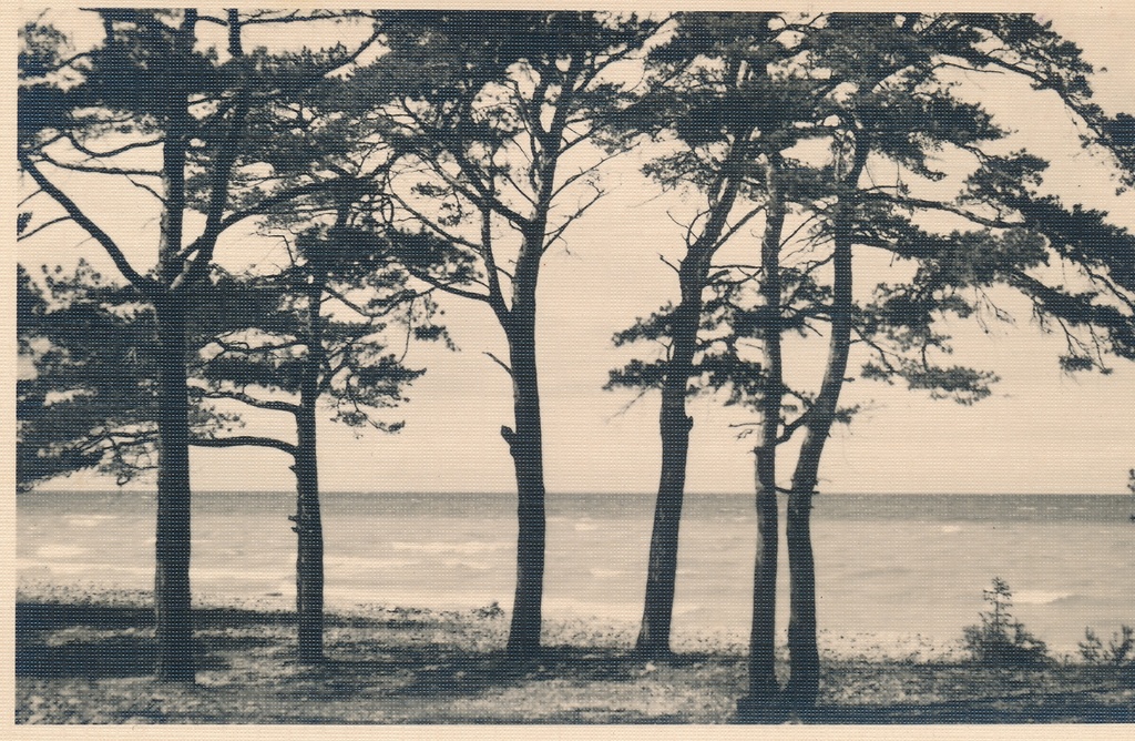 Toila
