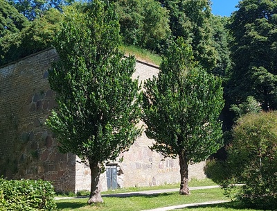 Rootsi bastioni tugimüür. rephoto