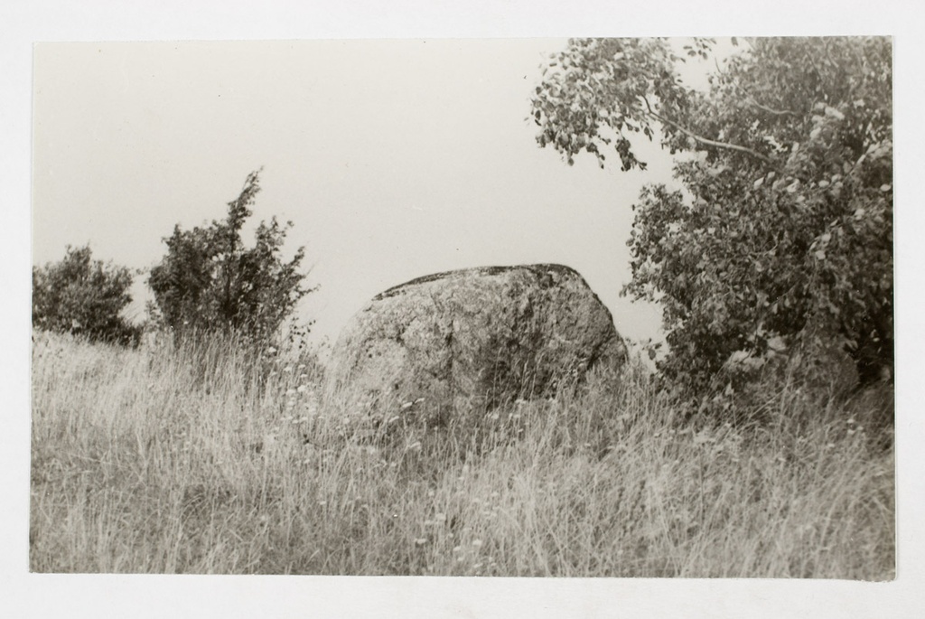 The cultural stone with small loins on the Toila shore in the village of Valaste. Near Toila Manor. The stone is 1,5m away from the edge of the paekalda.