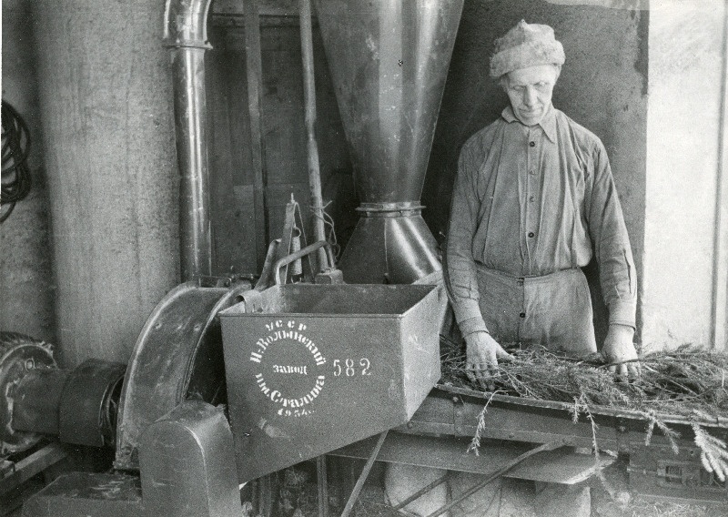 Kuuseokste hekseldamine loomadele lisasöödaks Sõmeraplu sovhoosis.
