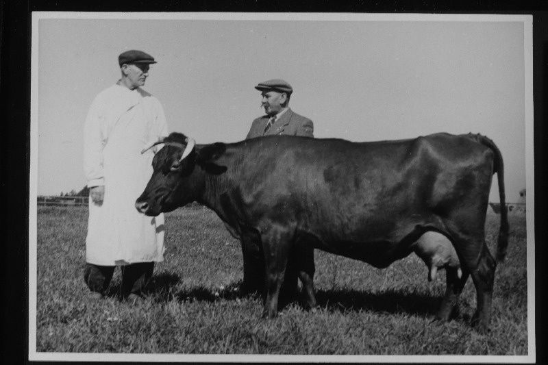Uusna sovhoosi brigadir Otto Väinsalu (paremal) ja lüpsja M. Vain lehmaga "Alli".