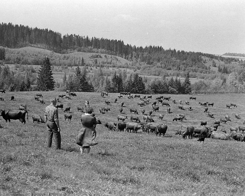 Esimene karjapäev Lenini-nim näidissovhoosis.