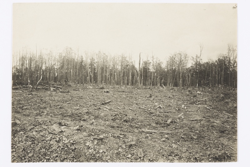 Mets pärast lahingut