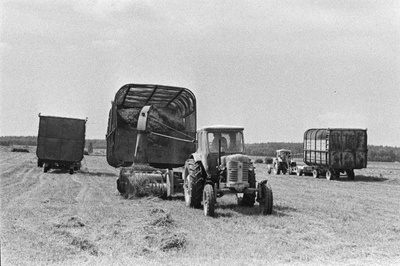 Söötade varumine Tartu rajooni V. I. Lenini nim sovhoosi põllul.  duplicate photo
