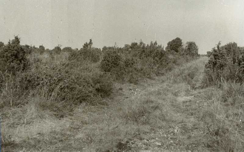 Karstivorm pugem Türisalu panganeemiku kaguosas.