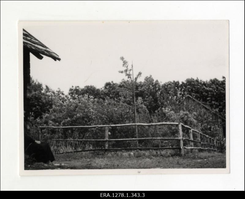 Konstantin Pätsi istutatud tamm Pätsiveski talu juures; Holstre vald, Viljandimaa, u. 1939; Rahvusarhiiv, fotoinfosüsteem